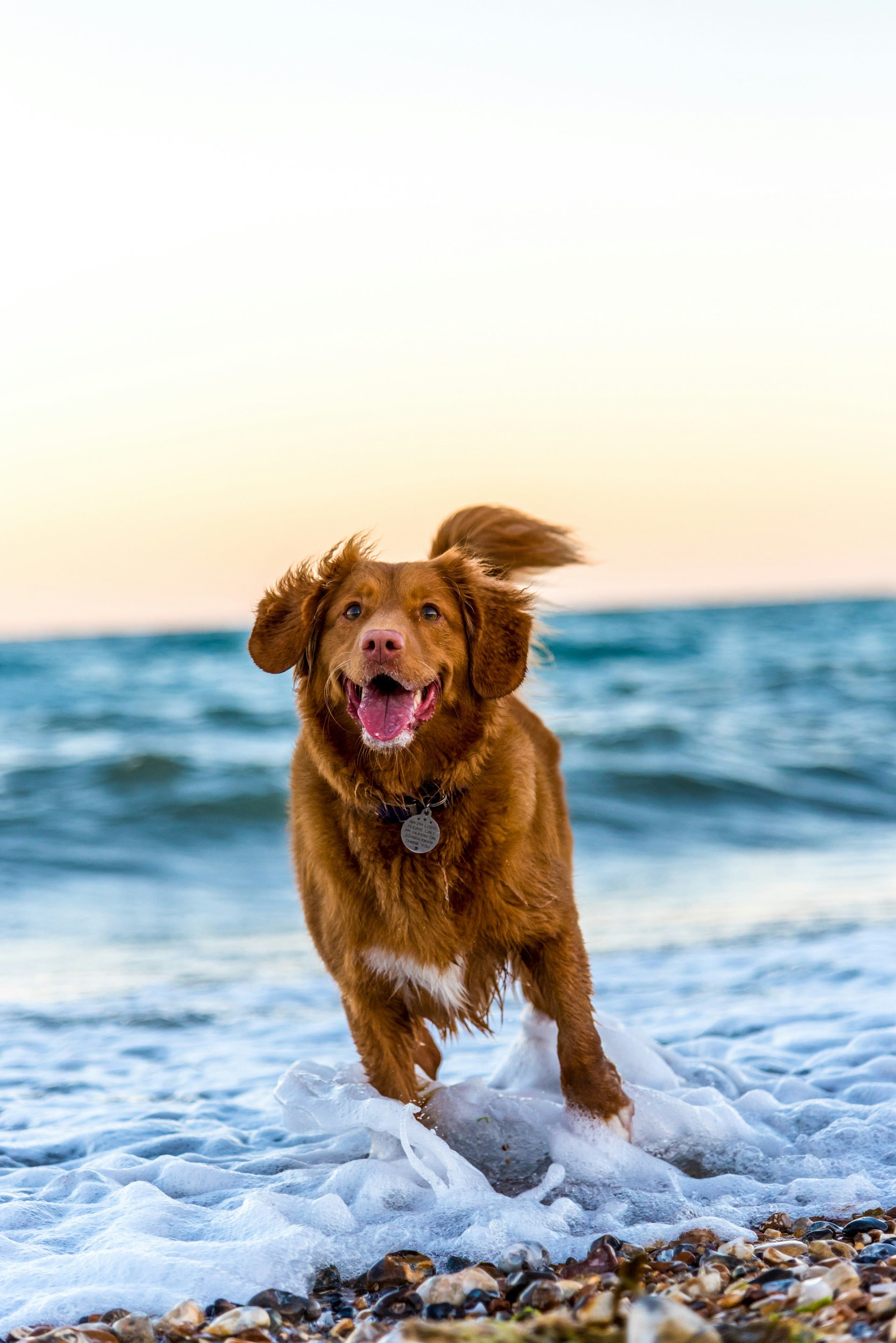 Dog playing in the surf.